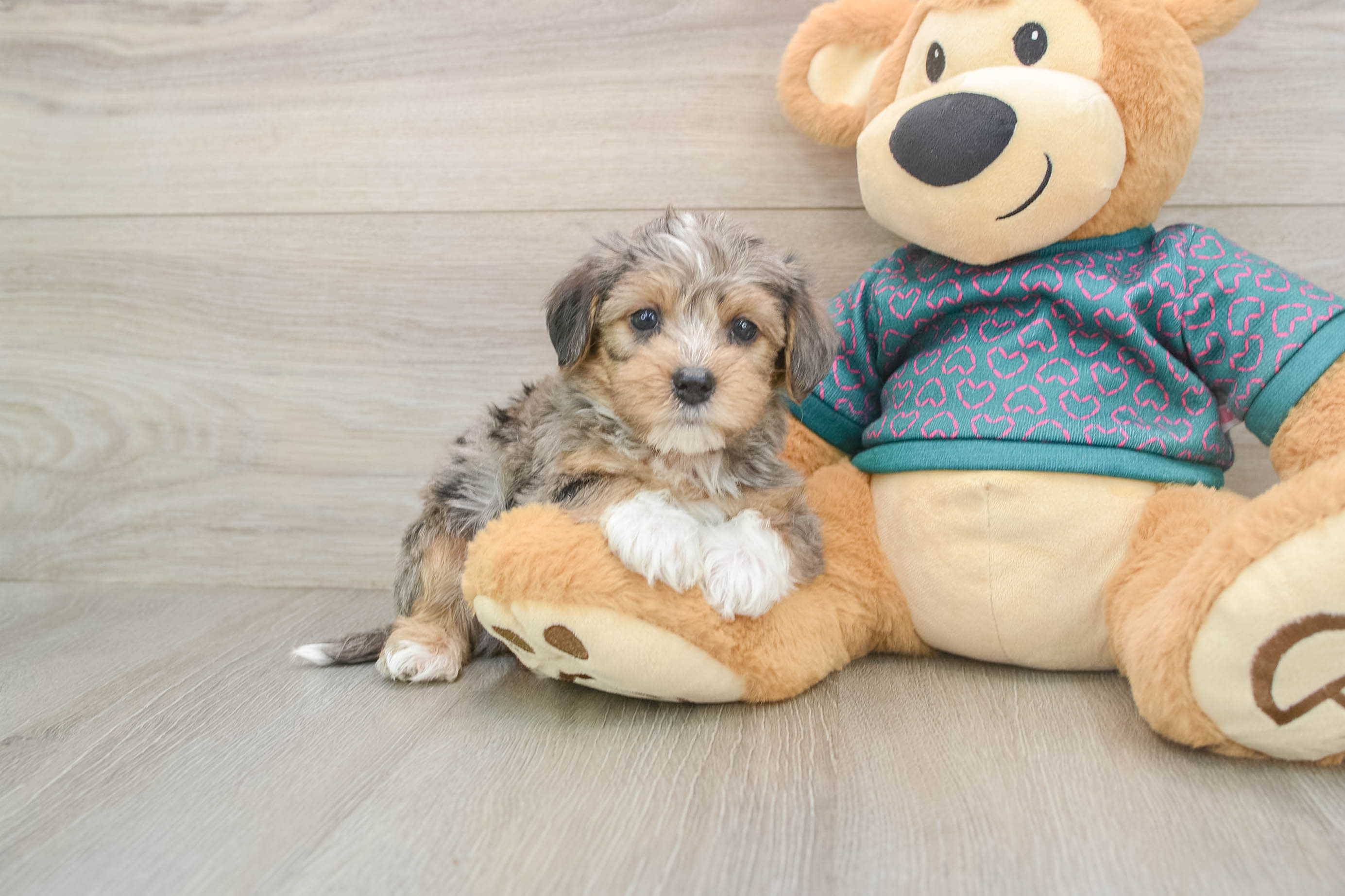Best Yorkie Poo Baby
