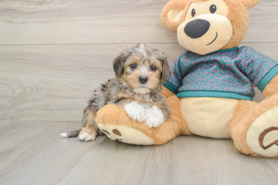 Best Yorkie Poo Baby