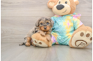 Yorkie Poo Pup Being Cute