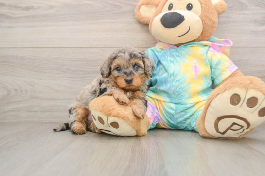 Yorkie Poo Pup Being Cute
