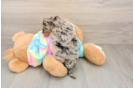 Yorkie Poo Puppy for Adoption