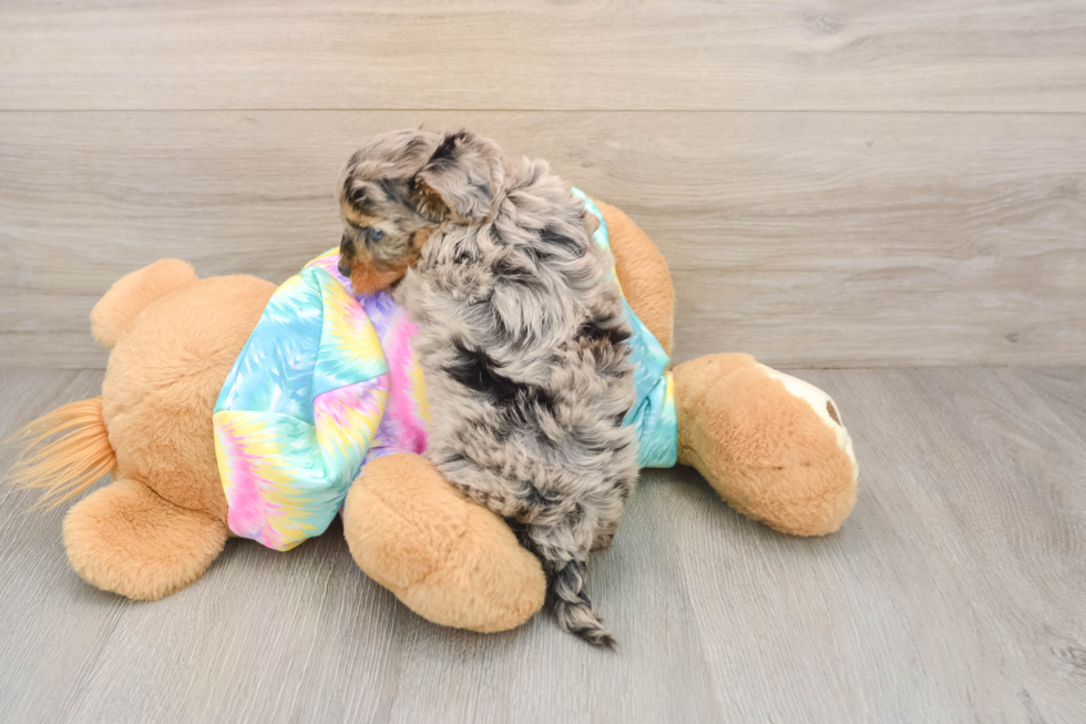 Yorkie Poo Puppy for Adoption