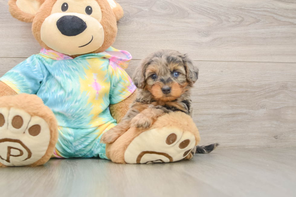 Yorkie Poo Pup Being Cute