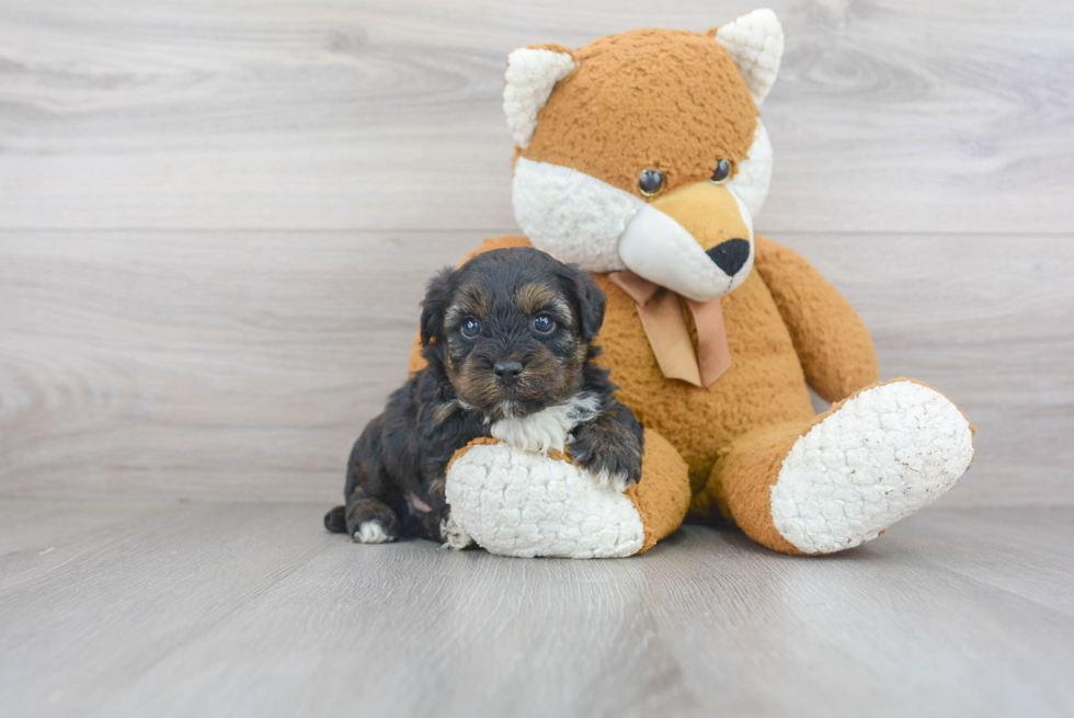 Funny Yorkie Poo Poodle Mix Pup