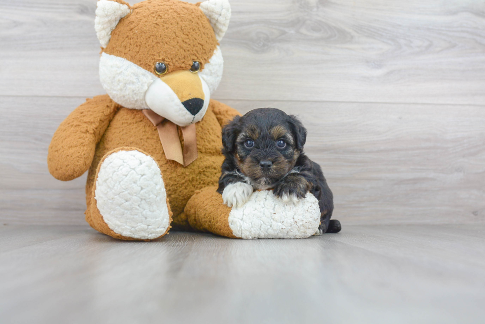 Adorable Yorkie Doodle Poodle Mix Puppy