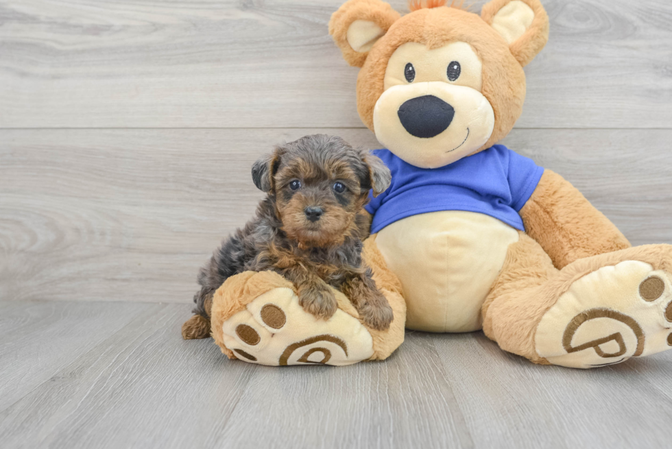 Yorkie Poo Pup Being Cute