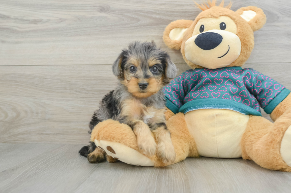 5 week old Yorkie Poo Puppy For Sale - Premier Pups