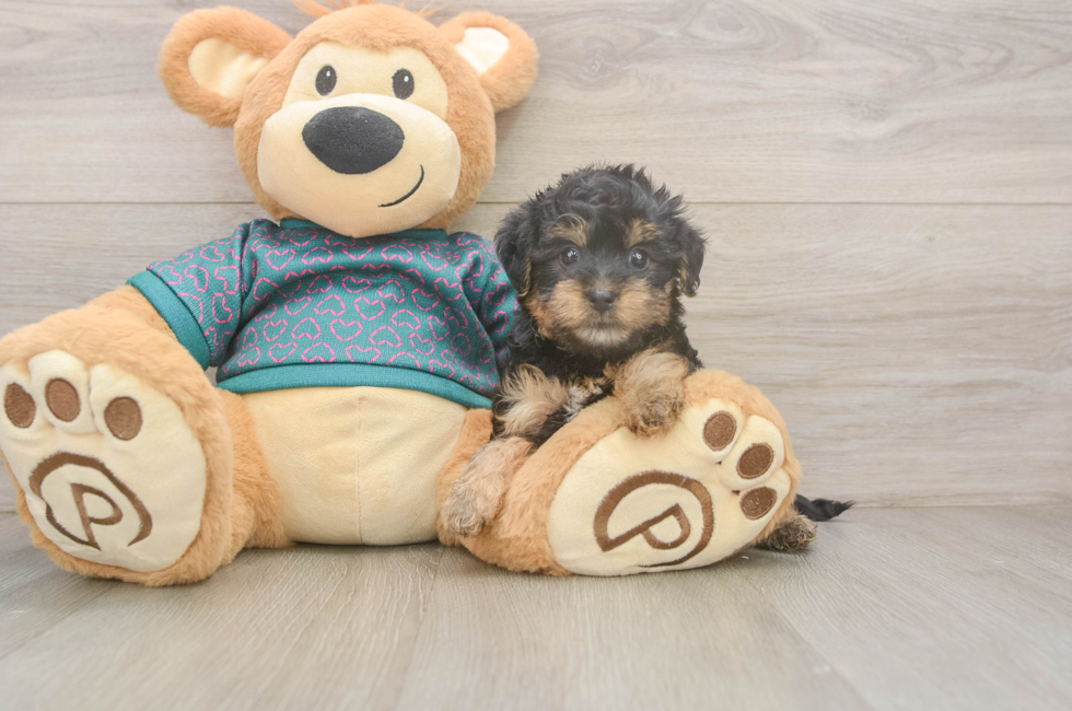 6 week old Yorkie Poo Puppy For Sale - Premier Pups