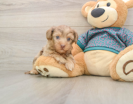 8 week old Yorkie Poo Puppy For Sale - Premier Pups