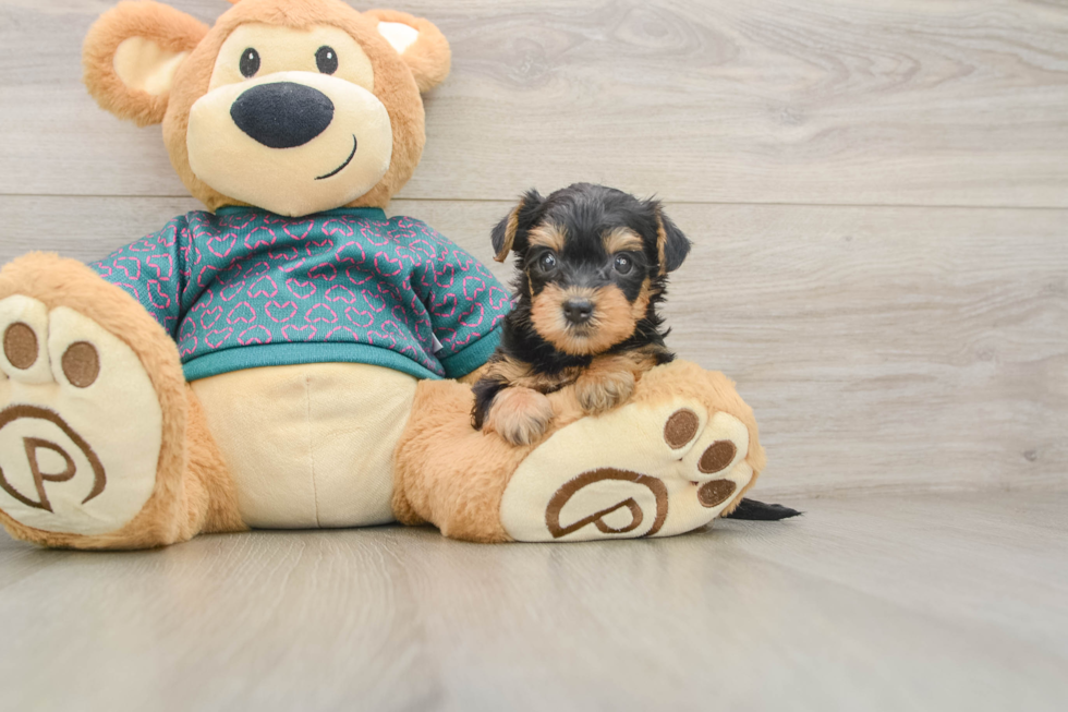 Petite Yorkie Poo Poodle Mix Pup