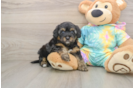 Sweet Yorkie Poo Baby