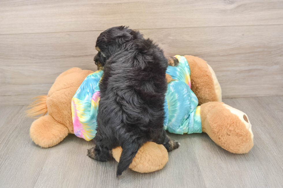 Fluffy Yorkie Poo Poodle Mix Pup