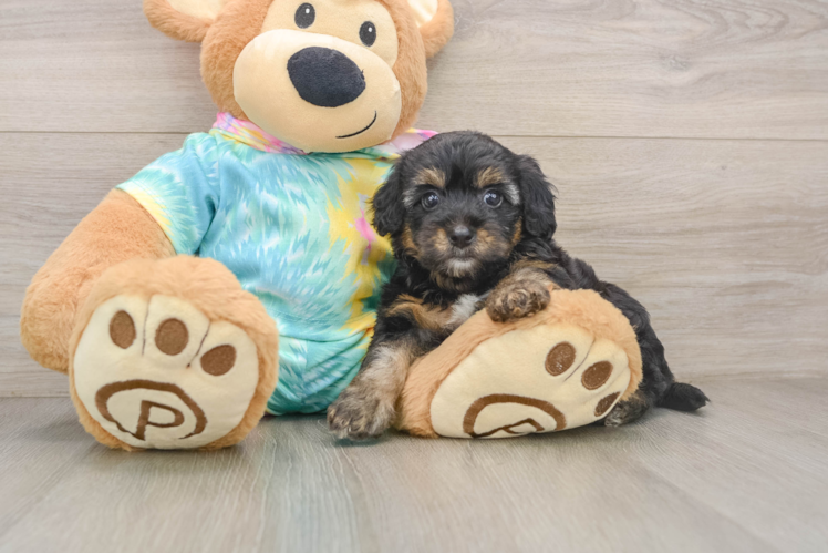 Fluffy Yorkie Poo Poodle Mix Pup