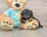 8 week old Yorkie Poo Puppy For Sale - Premier Pups