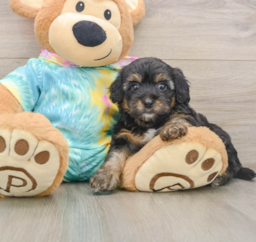 8 week old Yorkie Poo Puppy For Sale - Premier Pups