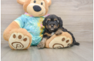 Fluffy Yorkie Poo Poodle Mix Pup