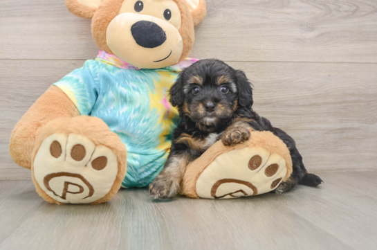 Fluffy Yorkie Poo Poodle Mix Pup