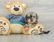 5 week old Yorkie Poo Puppy For Sale - Premier Pups