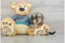 Funny Yorkie Poo Poodle Mix Pup