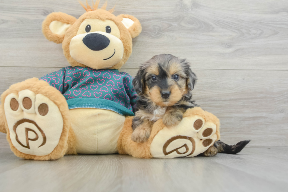 Funny Yorkie Poo Poodle Mix Pup