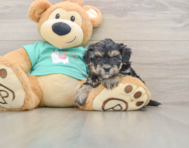 8 week old Yorkie Poo Puppy For Sale - Premier Pups