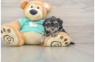 Yorkie Poo Pup Being Cute
