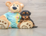 5 week old Yorkie Poo Puppy For Sale - Premier Pups
