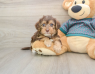8 week old Yorkie Poo Puppy For Sale - Premier Pups