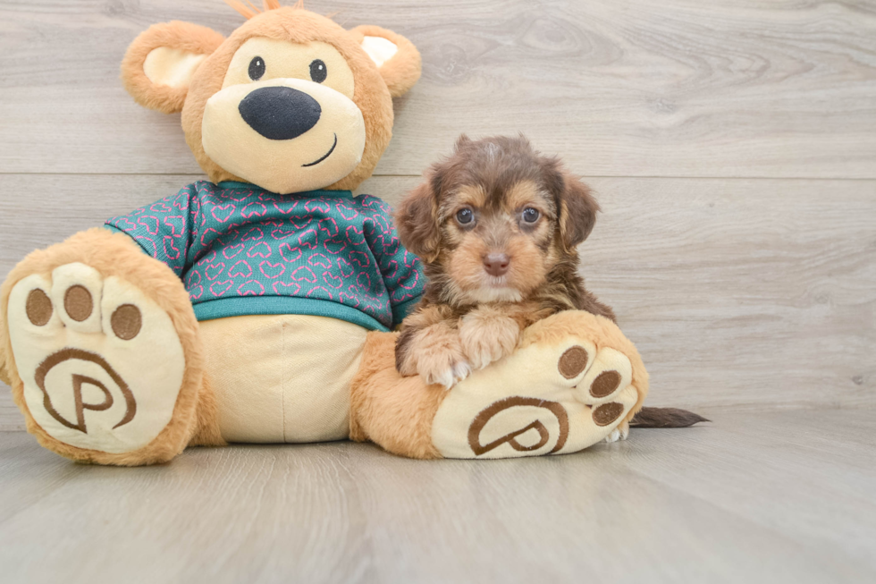 Popular Yorkie Poo Poodle Mix Pup