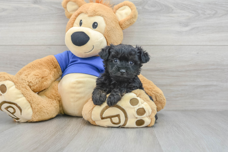 Playful Yorkie Doodle Poodle Mix Puppy