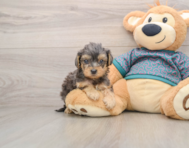 8 week old Yorkie Poo Puppy For Sale - Premier Pups