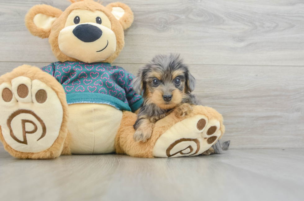 5 week old Yorkie Poo Puppy For Sale - Premier Pups