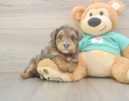6 week old Yorkie Poo Puppy For Sale - Premier Pups