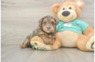 Playful Yo Yo Poo Poodle Mix Puppy