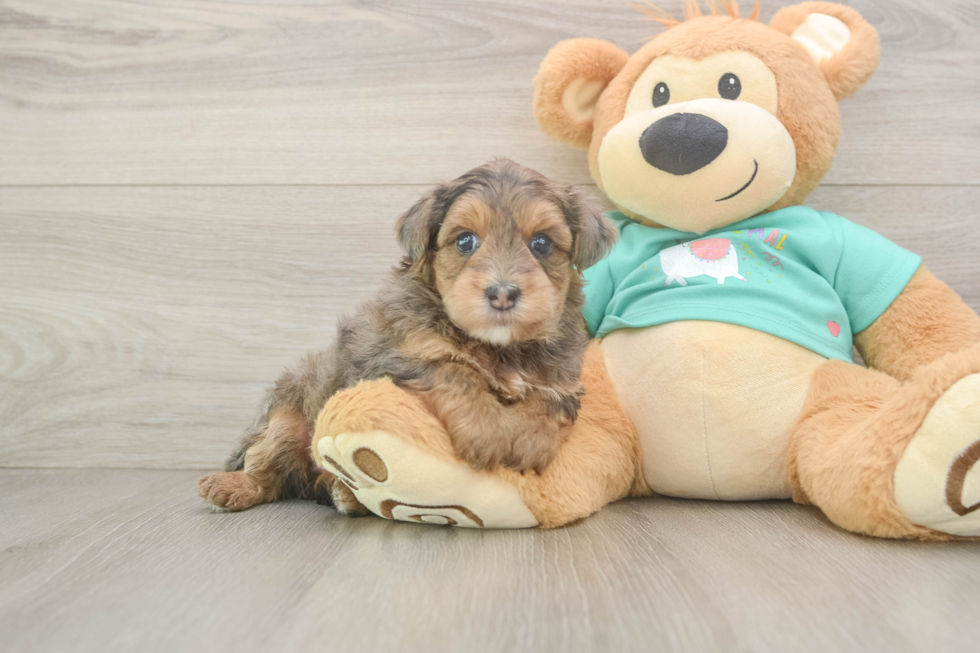 Playful Yo Yo Poo Poodle Mix Puppy