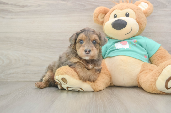 Playful Yo Yo Poo Poodle Mix Puppy
