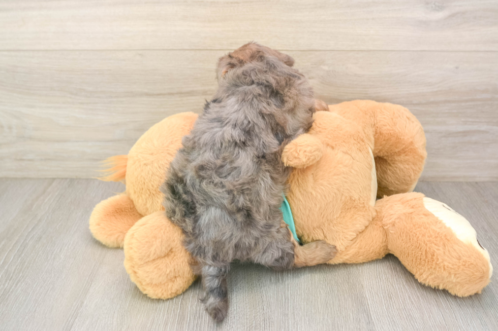 Happy Yorkie Poo Baby