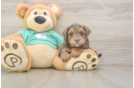 Playful Yo Yo Poo Poodle Mix Puppy