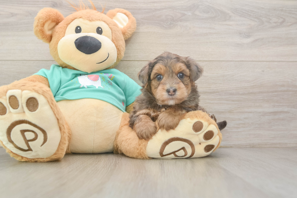 Playful Yo Yo Poo Poodle Mix Puppy