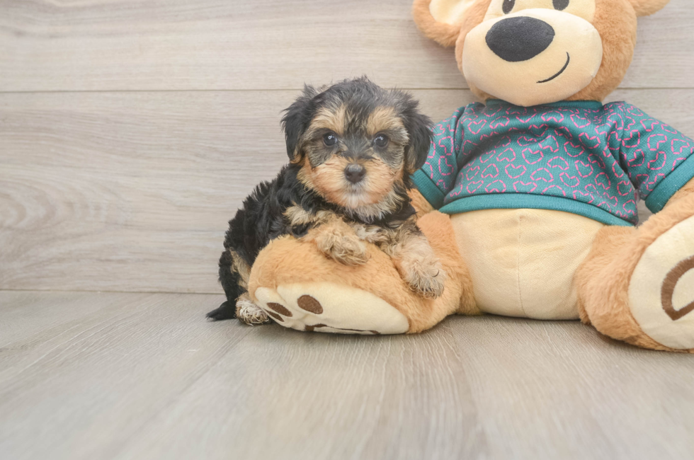 6 week old Yorkie Poo Puppy For Sale - Premier Pups