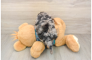 Small Yorkie Poo Baby