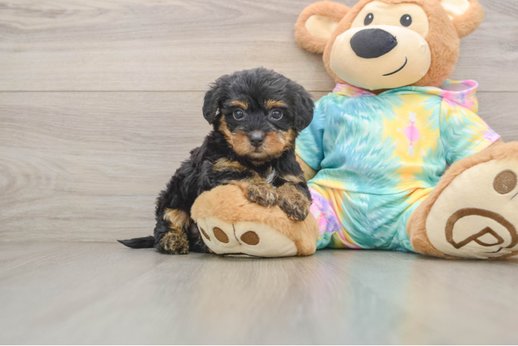Friendly Yorkie Poo Baby