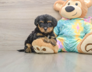 8 week old Yorkie Poo Puppy For Sale - Premier Pups