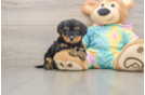 Friendly Yorkie Poo Baby