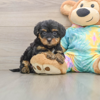 Friendly Yorkie Poo Baby