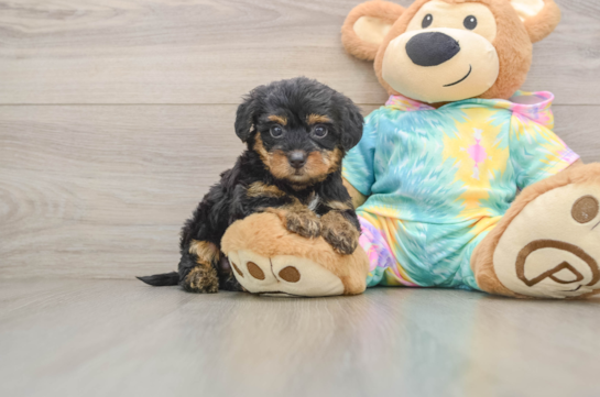 Friendly Yorkie Poo Baby