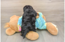 Best Yorkie Poo Baby