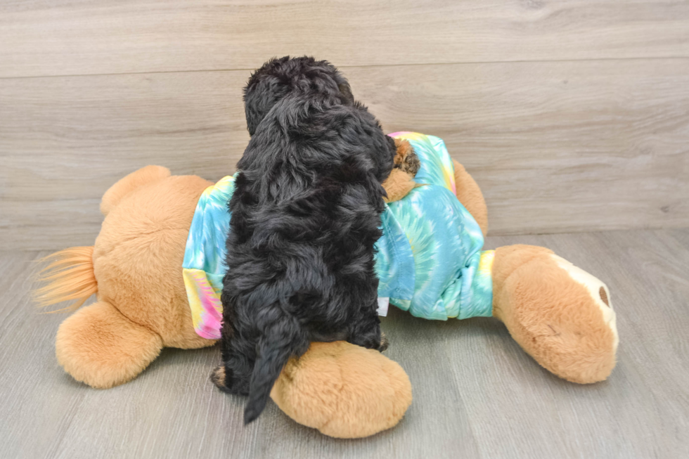 Best Yorkie Poo Baby