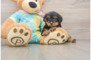 Funny Yorkie Poo Poodle Mix Pup