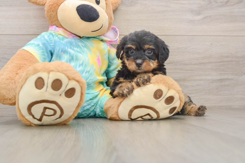 Funny Yorkie Poo Poodle Mix Pup